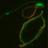 BenoitGuyonnet's profile image