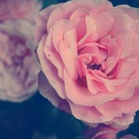 Ilhem (@dreamazelle) 's Twitter Profile