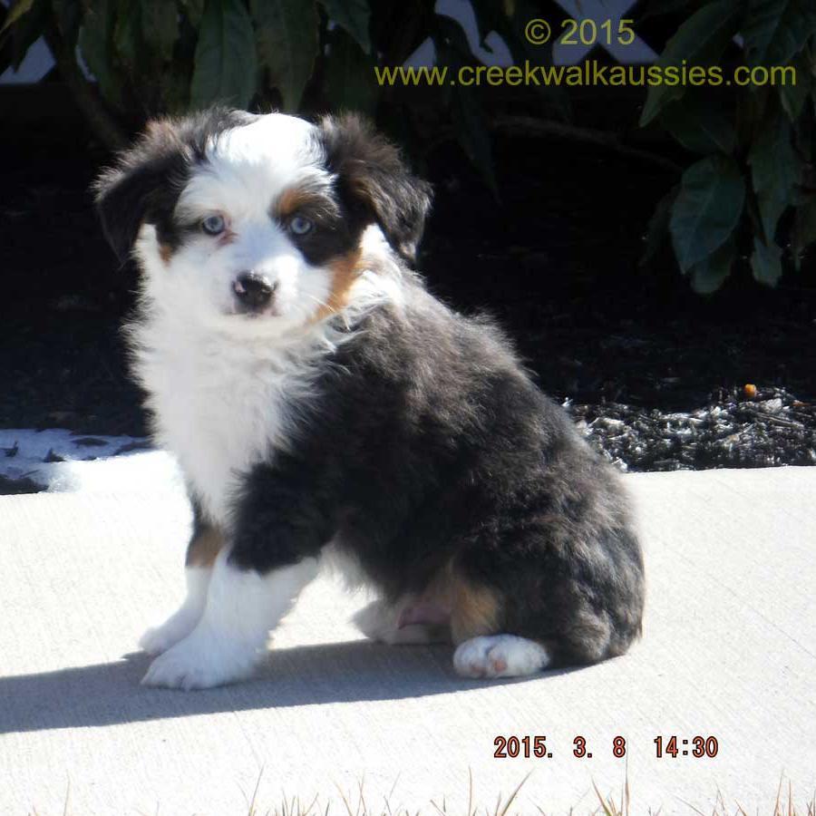 Creekwalk Aussies is a breeder of Miniature and Toy Australian Shepherds located in Glen Allen, VA