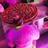 MileyCyrus__im's profile image