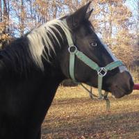 Black Shepherd Farm (@blackshepfarms) 's Twitter Profile