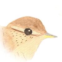 Atelier Petit Oiseau (@ladp_oiseau) 's Twitter Profile Photo