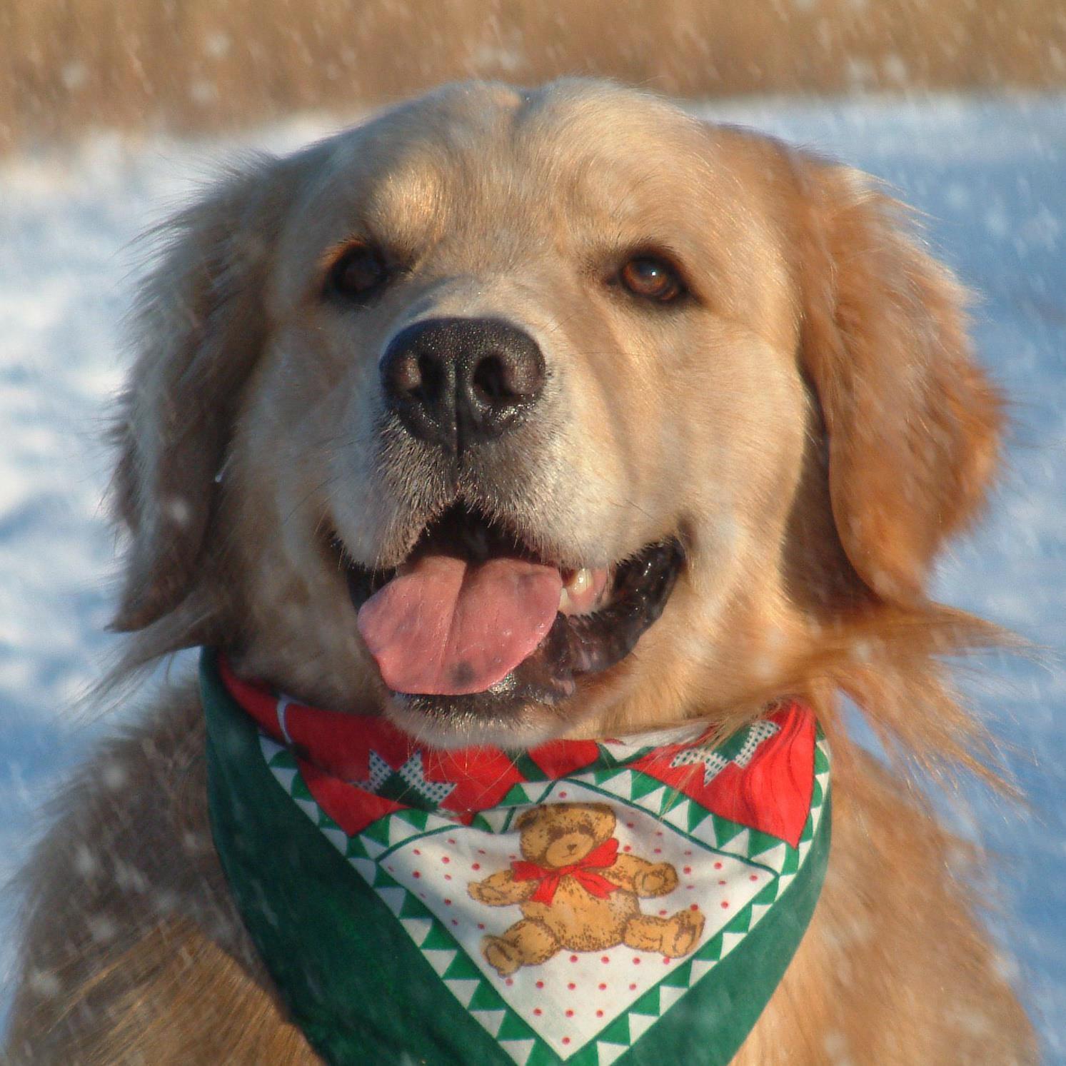 ScottResDesign's profile picture. Residential designer, illustrator, carpenter, photographer, Sketch-up hired gun. An old dog learning new tricks.