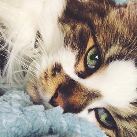 Your average 20-year-old cat. Likes naps. Loves chicken. Enjoys bathing in catnip. My sense of humor is sarcasm. Full Bio: I'm a cat.