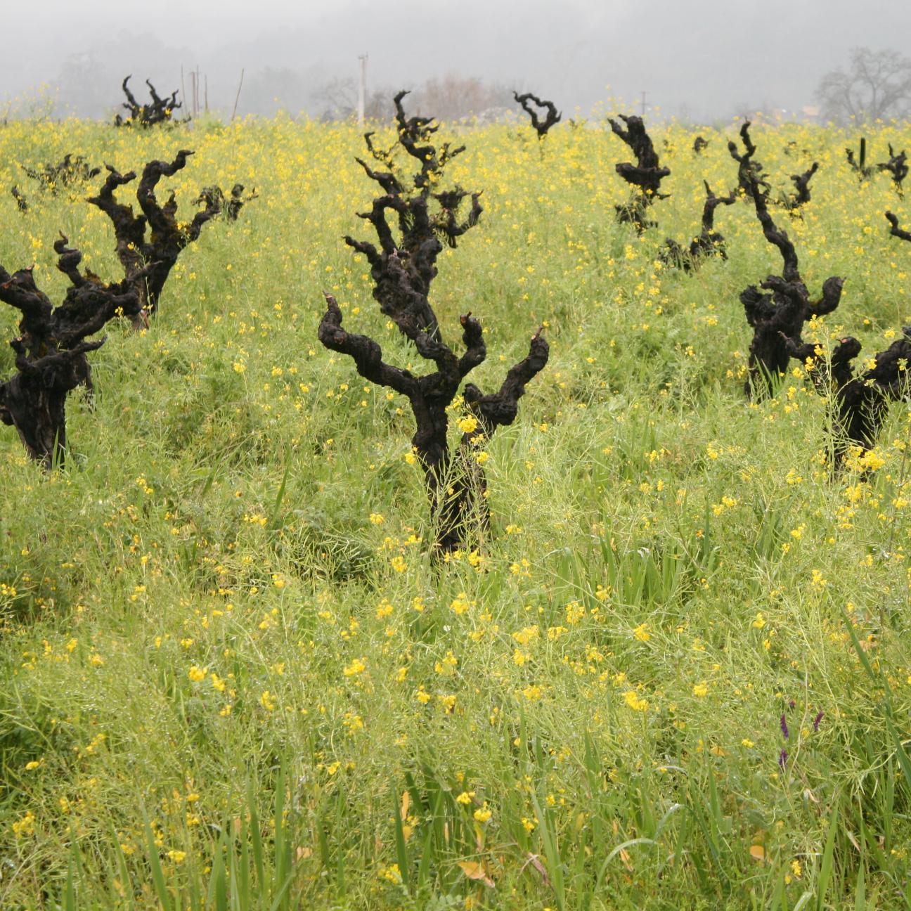Tweets for wine marketers