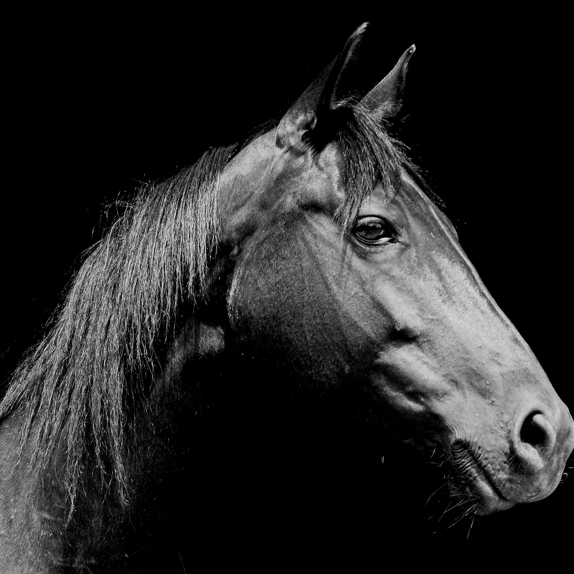 Cambridgeshire based equine consultancy aimed at providing support and services for all elements of an equine business from product advice to yard management.
