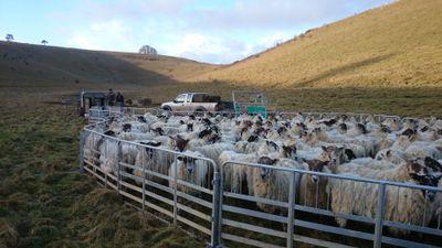 bobthescanner's profile picture. Sheep Contractor since 1978, NSA South East Region past Trustee /Board, Chairman & Manager,  British Wool Board Member for English Southern Region