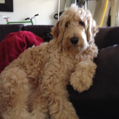 1/2 Lab 1/2 Poodle. @Preact Chief Bone Officer. Founding member of D.O.O.D. I dream of one day having opposable thumbs.