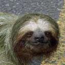 Patty Frey - @PLovesSloths - Twitter