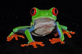 RE_TreeFrog's profile picture. 🏴󠁧󠁢󠁳󠁣󠁴󠁿🇧🇿