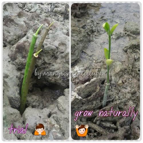 tubanmangrove's profile picture. Yayasan Mangrove Center Tuban l Jl Raya Tuban Semarang Km.9 Desa Jenu Kec. Jenu Kab.Tuban l tubanmangrove@gmail.com