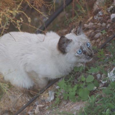 関西でゲームをつくっています