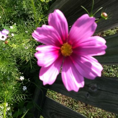 mom2acz's profile picture. 