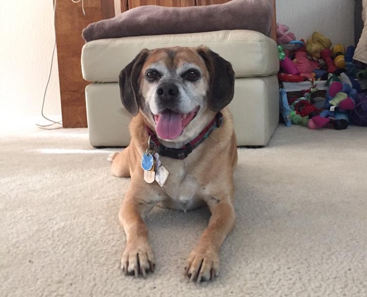 I'm a fun loving puggle who loves food and belly rubs! I love my mom who is the best and I'm a protective big brother to @lilypuggle
