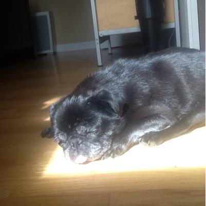 KiiKii1313's profile picture. 