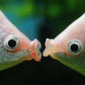 my_kisser's profile picture. 