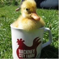 Hackney City Farm (@hackneycityfarm) 's Twitter Profile