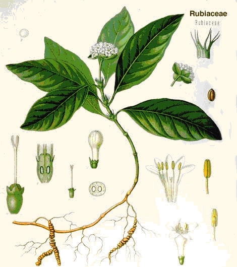 Ipecac - Prover Brasil for Export Ltda. Is a Brazilian export company in Belo Horizonte Brazil, we export herbs. Buy Product Ipecac Fluid Extract 2% Emetin here