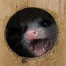 AnimalsGetOut's profile picture. (226) 600-5597 Pest Control Services Complete Removal of Raccoon, Bat, Squirrel, Possum, Rat, Skunk, Mouse, Groundhog, Rabbit, Birds in Vent, Soffit, Roof