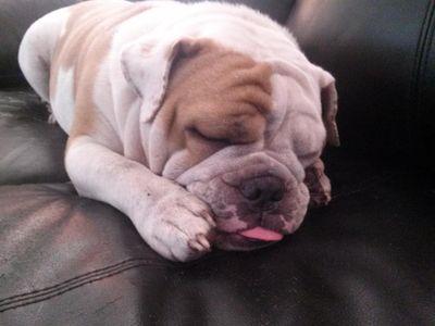 TritonTvYT's profile picture. 