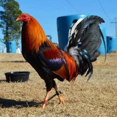 esta cuanta de Twitter es para todos los amantes de los gallos