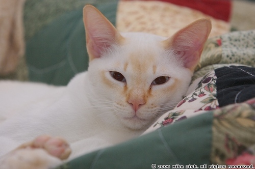 janineanne's profile picture. iOS developer, Wife. Mom to 1 dog, 2 cats. Apparently, too busy to tweet much.