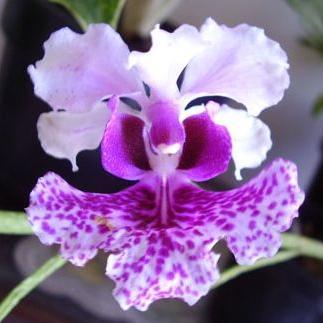 Herahman1's profile picture. 