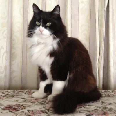 Hi! I'm J/F. Love - NYC, cat, traveling, fighting, music, movie & cooking. I tweet in English & Japanese. 大阪発神奈川在住♀ NYC、旅行、料理、猫、格闘技、音楽、映画好き。フードアナリスト。