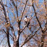 Crossett HK Trees (@crossetthktrees) 's Twitter Profile