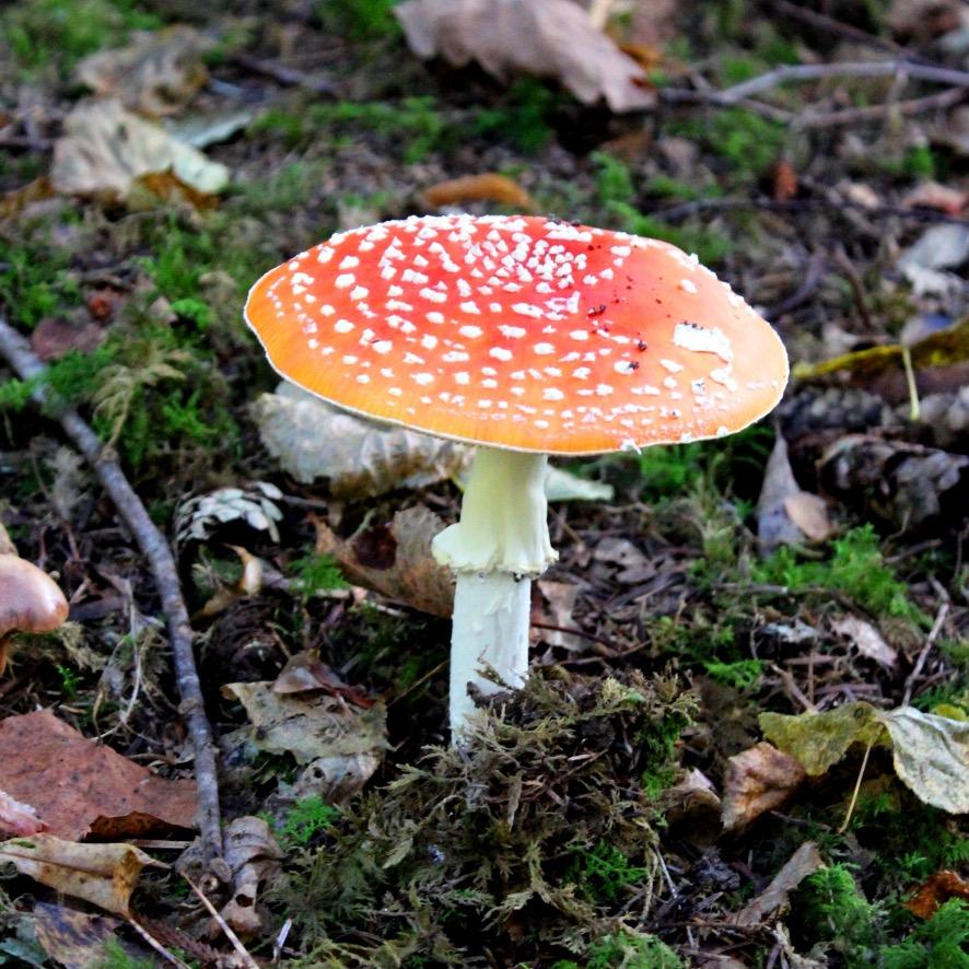Don't be a mushroom, follow Mickey I am your first source of all news, especially gratuitous gossip. I am awesome. Retweets mean I am bored