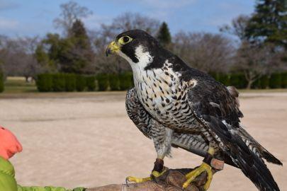 滋賀県を中心に関西で傷ついた野鳥の保護・治療を行い、リハビリを経て放鳥した野鳥の追跡も試みる団体です。(滋賀県からは救護事業受託してます) houchoooooz@gmail.com