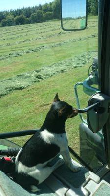 coleman415's profile picture. Farming simulator.