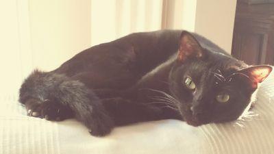 shoudram's profile picture. 