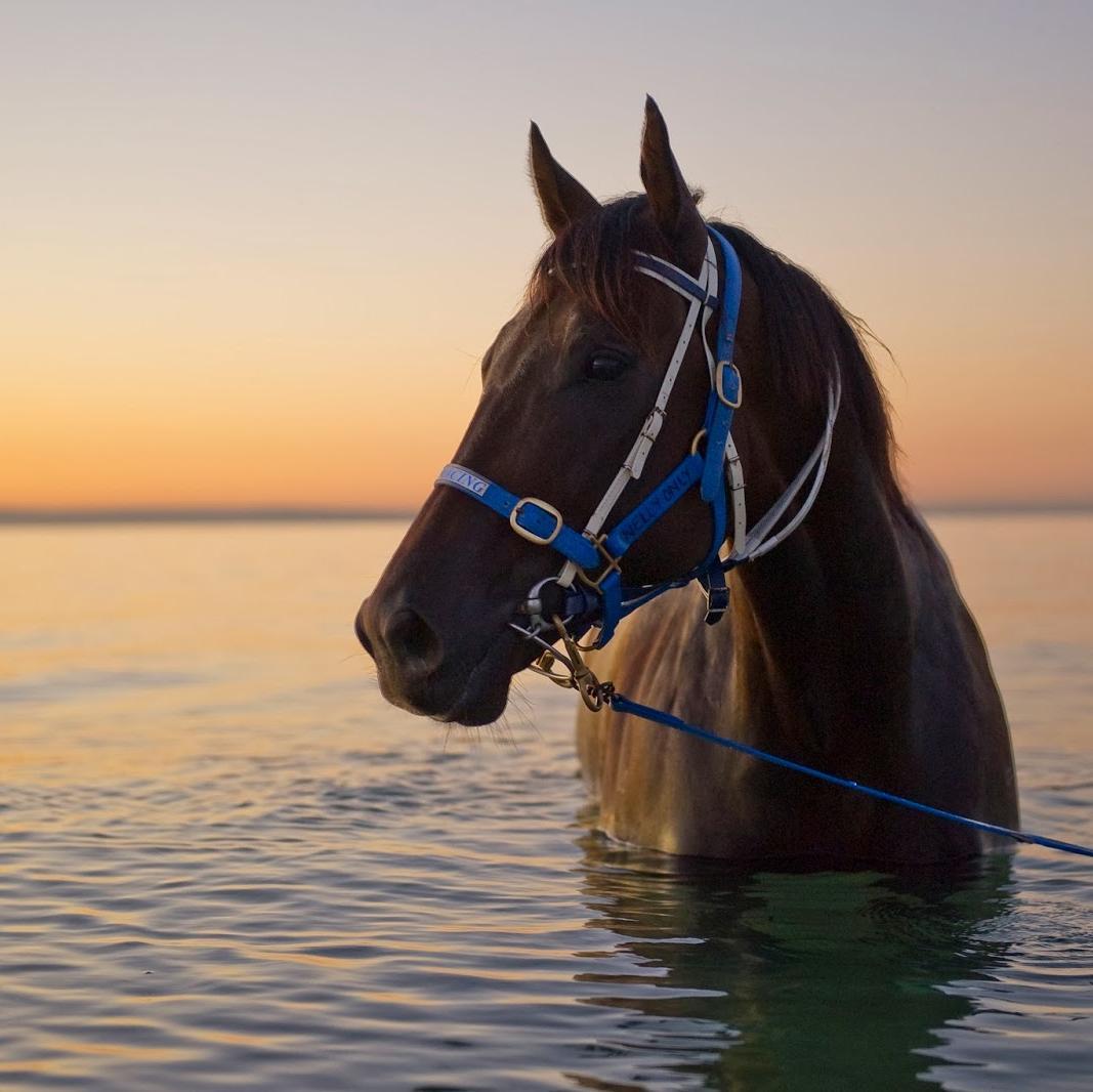 follow the mighty Blues and horse racing in no particular order