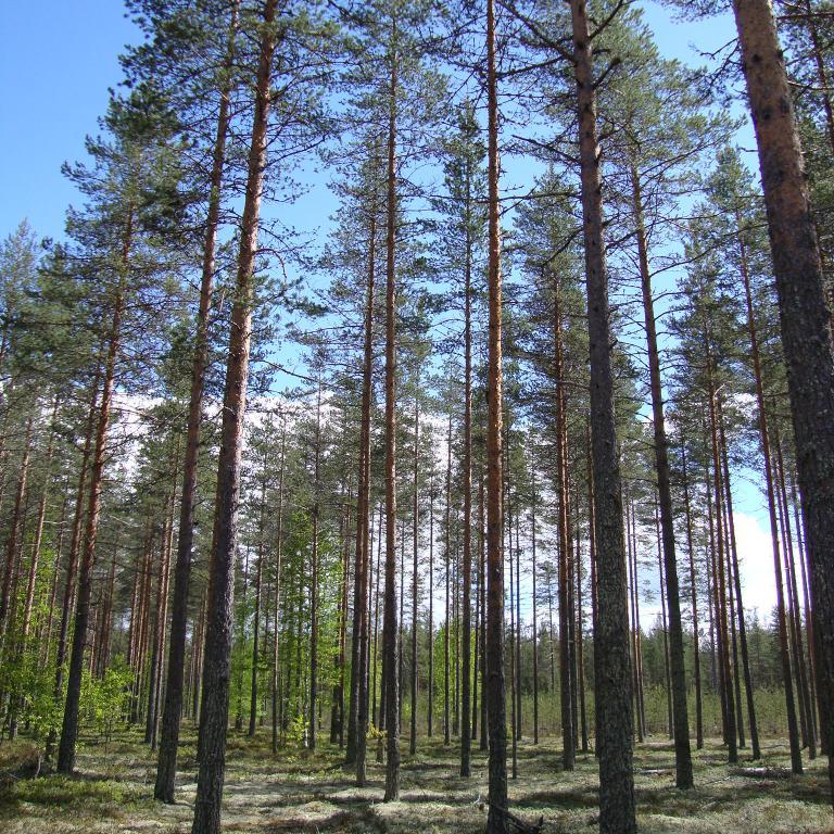 ForestHealthGr's profile picture. 2014-2021.
Research within a vast array of topics from damage mapping and monitoring to forest health management and risk assessment.