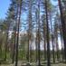 Forest Health Group (@foresthealthgr) Twitter profile photo