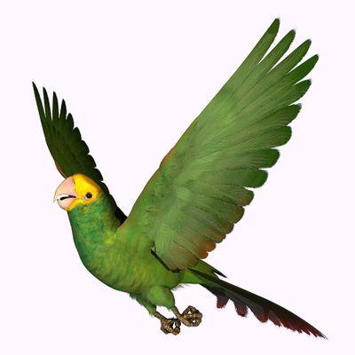 ParrotFM Ogbomoso Profile