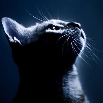 Shadowsbear's profile picture. 