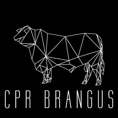 CPRcattleco's profile picture. CPR Brangus - Dobe family with a love for Brangus cattle and managing our property the holistic way!