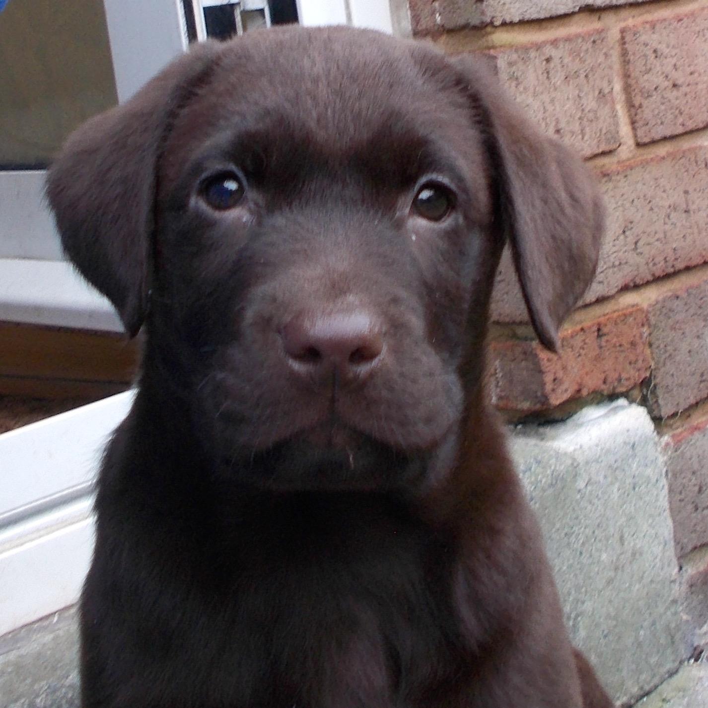 Hey... I'm the boss mans best friend.
