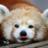Buneenio's profile image