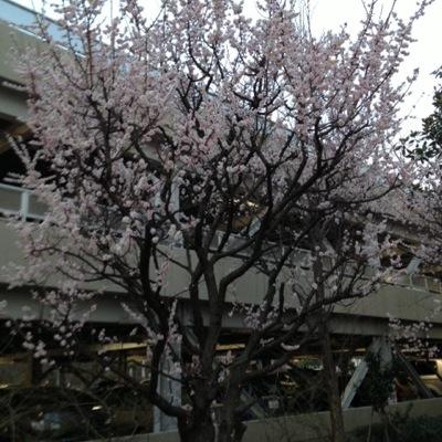立教大学法学部法学科卒業