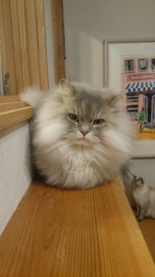 okn64's profile picture. 好き( ´艸｀) ハピネッツ/ニコ歌い手さん/ゲーム(うたプリ・モンハン・討鬼伝・アリスシリーズ・薄桜鬼・無双シリーズ・ワンド・テイルズ・ポップンその他もろもろ)/カラオケ/漫画/まるねこ/ねむねこ 30↑  カラーシングリスナー  ポケカラでは歌ってます(´・ω・｀) わぎゃん🐈ིྀでやってます笑
