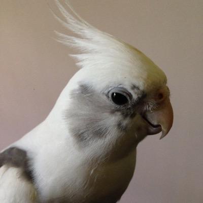 Mechanical Engineer, Cockatiel lover