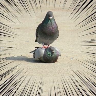 hatorunosan's profile picture. くるっく～流行らせ隊隊長っほ～