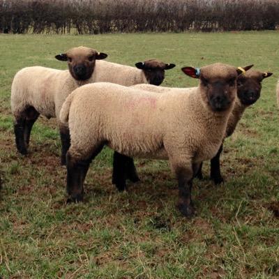 Home produced Pedigree Shropshire lamb, woodland reared rare breed pork and grass fed Devon Ruby Red beef. for enquiries call Sarah on 07989970840