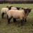 ShropshireLamb's profile image