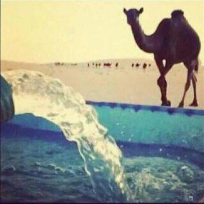 azoz1111268's profile picture. 