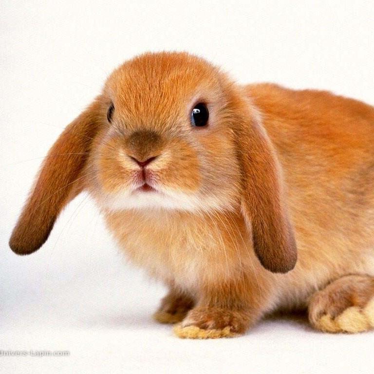 Jaina_Dell's profile picture. Étudiant en informatique ; Nantes