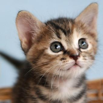 カワイイ猫ちゃん画像をツイートしていきます(^_-)-☆